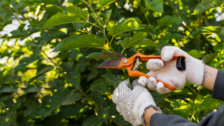 The Art of Pruning: Tips for Healthy and Beautiful Plants
