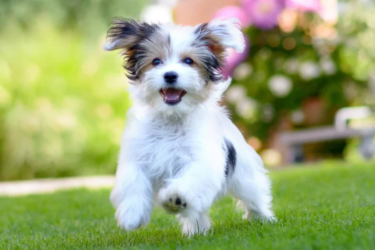 Assessing the Safety of Eucalyptus Oil for Dogs