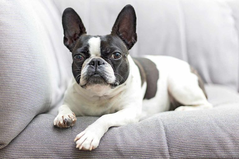 What is the Lifespan of Frenchton Pups?